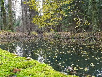 Plants growing in pond at forest