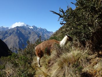 Landscape with mountains in background