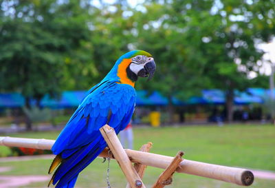 Close-up of blue parrot perching on tree