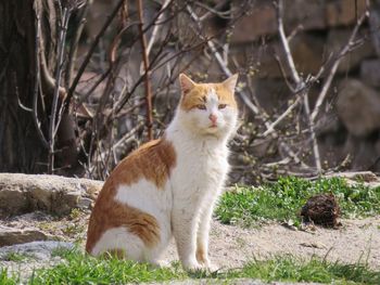 Cat sitting in a field