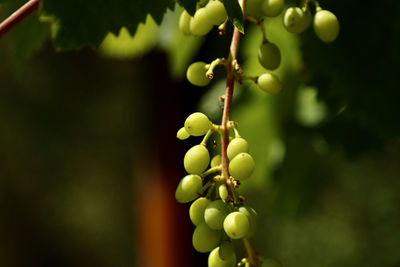 Close-up of grapes growing on plant