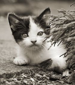 animal