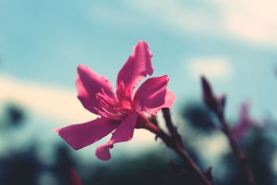 Close-up of pink flower blooming outdoors