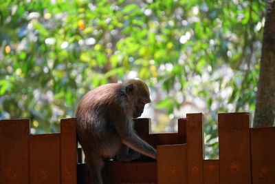 Monkey sitting on a tree