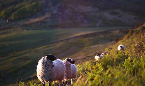 Sheep on a hillside