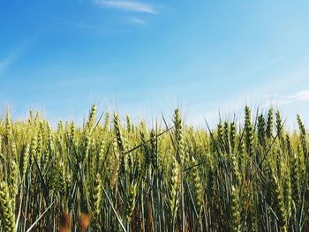 View of stalks in field against sky