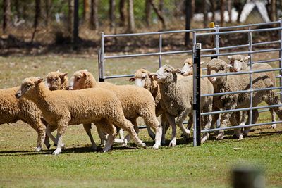 Flock of sheep running into the field