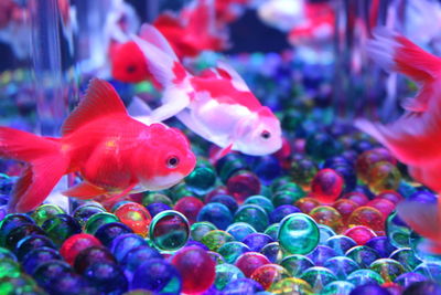 Close-up of fishes swimming in tank