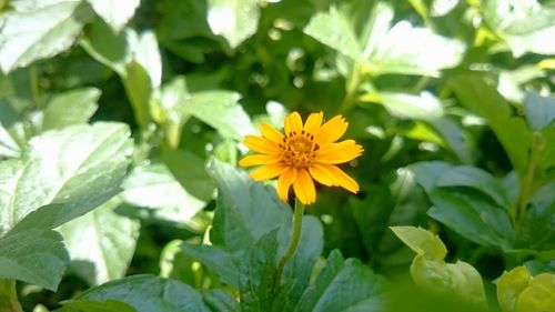 Close-up of yellow flower