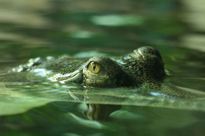 Close-up of turtle swimming in lake