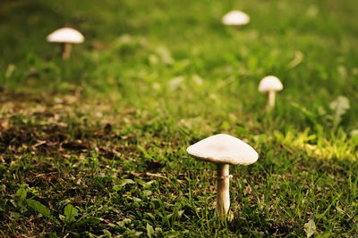 Close-up of white mushroom growing on field