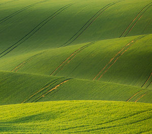 Full frame shot of agricultural field