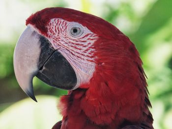 Close-up of a parrot