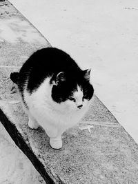 High angle view portrait of white cat on floor