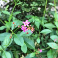 Close-up of pink flowers