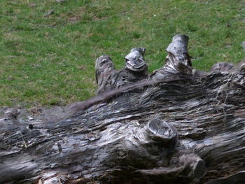Close-up of moss on tree trunk