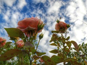 Low angle view of pink flowers against cloudy sky