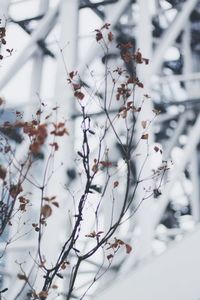 Close-up of snow on tree during winter