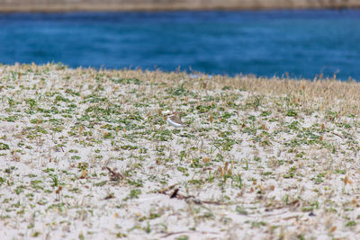 View of birds on beach