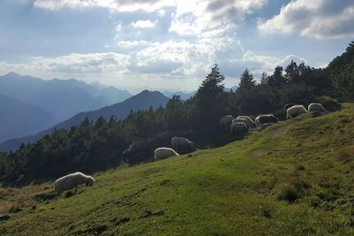 Scenic view of sheep grazing on mountain