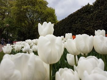 Close-up of white flowers blooming on tree