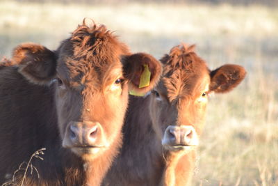 Close-up of cow