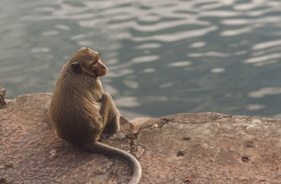 Monkey sitting on rock by lake