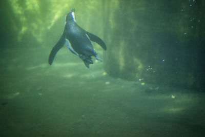 Duck swimming in water