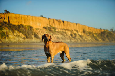 Rhodesian ridgeback in sea against rock formation