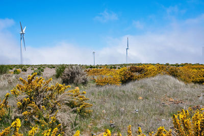 Yellow flowers on field against sky