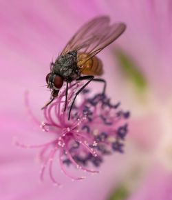 Close-up of insect on pink flower