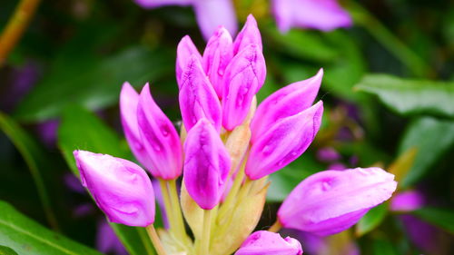 Close-up of pink crocus flower