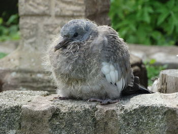 Close-up of owl perching on rock