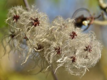 Close-up of spider web on plant