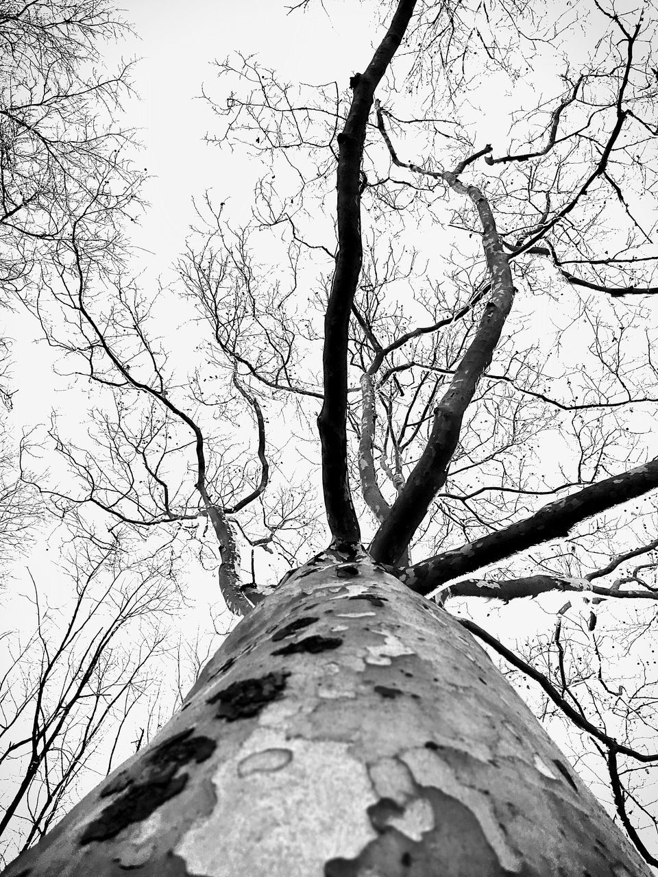 CLOSE-UP LOW ANGLE VIEW OF TREE AGAINST SKY