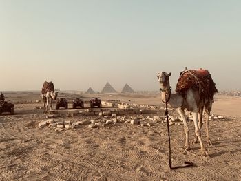 Camels and quads in cairo