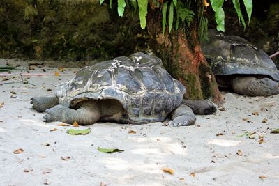View of turtle in field