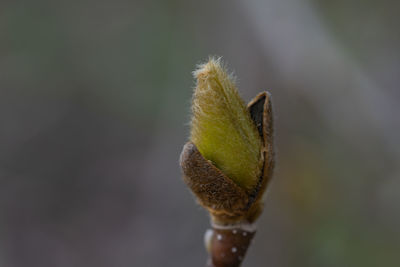 Close-up of flower bud