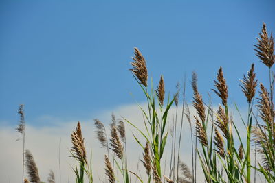 Low angle view of plants against clear blue sky