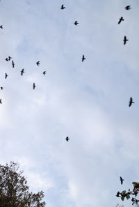 Low angle view of birds flying in sky