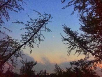 Low angle view of tree against sky