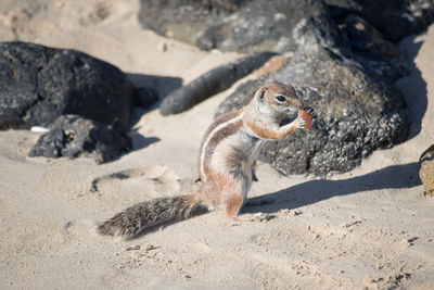 High angle view of squirrel on rock