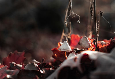 Macro shot of white mushroom and dry leaves fallen on land during autumn