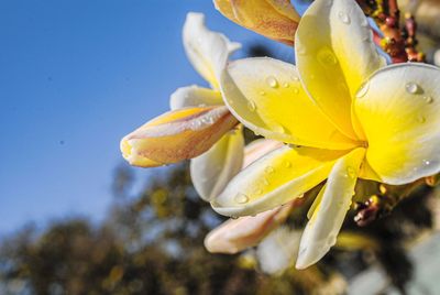 Close-up of wet yellow flower