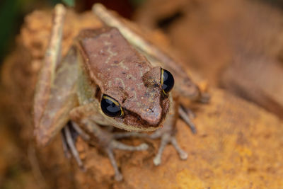 Close-up of frog on field