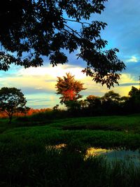 Scenic view of grassy field against sky at sunset