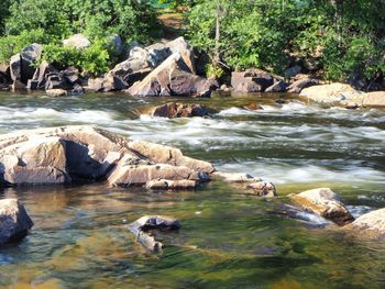 Scenic view of river in forest