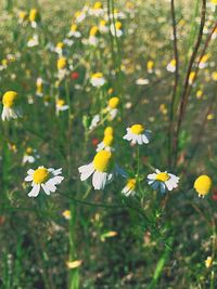 Close-up of white daisy flowers