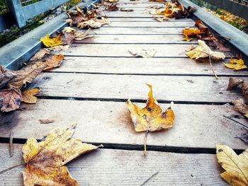 High angle view of maple leaves on boardwalk