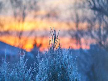 Close-up of silhouette plants against sky during sunset